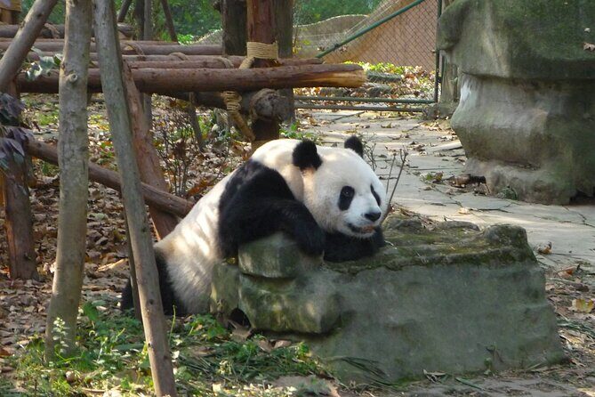 Private Day Tour to Dujiangyan Panda Base & Dam from Chengdu - Exploring Chengdu: A Perfect Mix of Nature and Heritage