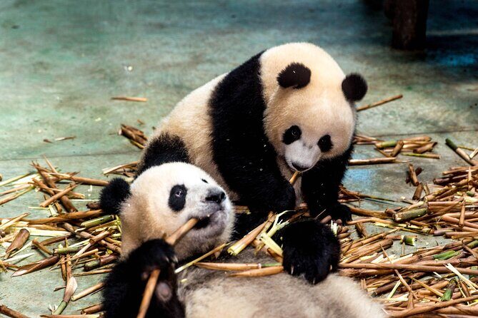 Private Day Tour to Dujiangyan Panda Base & Dam from Chengdu - Key Points