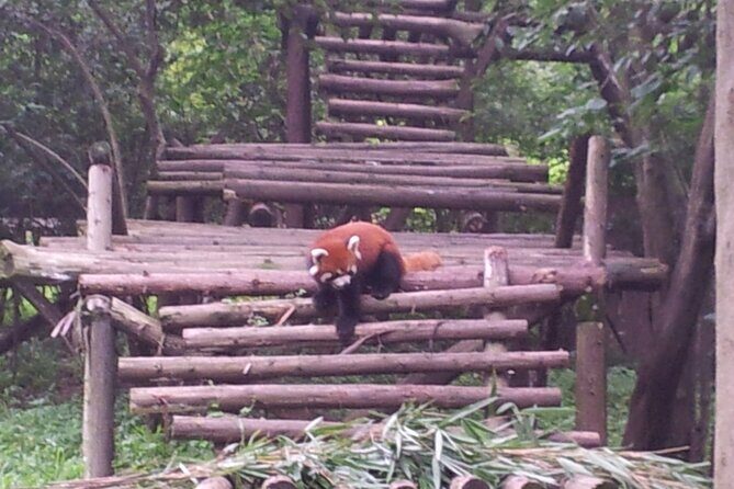 Private Day Tour to Dujiangyan Panda Base & Dam from Chengdu - Who Will Love This Tour?
