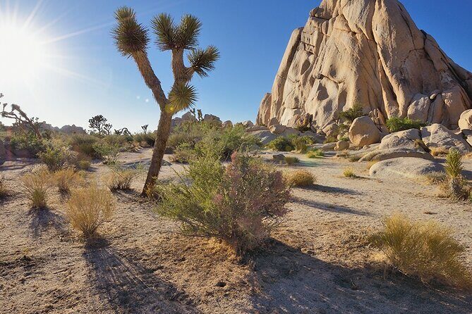 Private Day Tour to Joshua Tree National Park from San Diego - An In-Depth Look at the Tour Experience