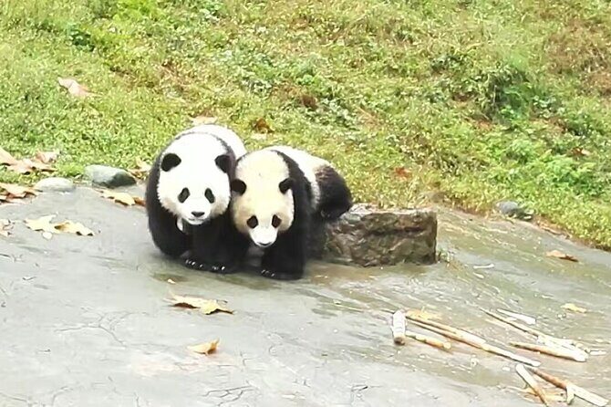 Private Day Tour to Panda Base and Sanxingdui Museum from Chengdu - Who Would Love This Tour?
