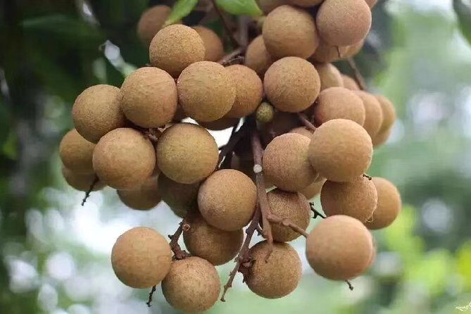 Private Day Tour to Shimen National Park from Guangzhou + Seasonal Fruit Pickup - Why This Tour Offers Good Value