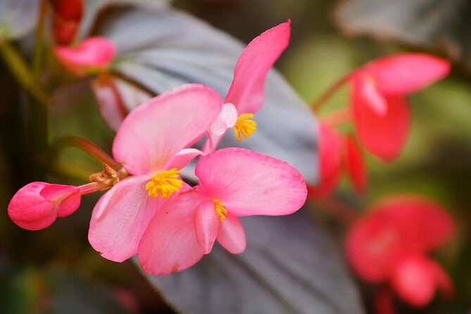 Private Day Tour to South China Botanical Garden from Guangzhou - A Closer Look at the Itinerary