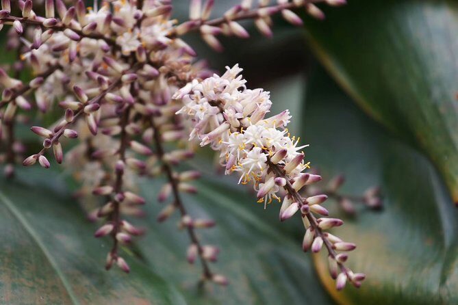 Private Day Tour to South China Botanical Garden from Guangzhou - What Travelers Say (Based on Reviews)