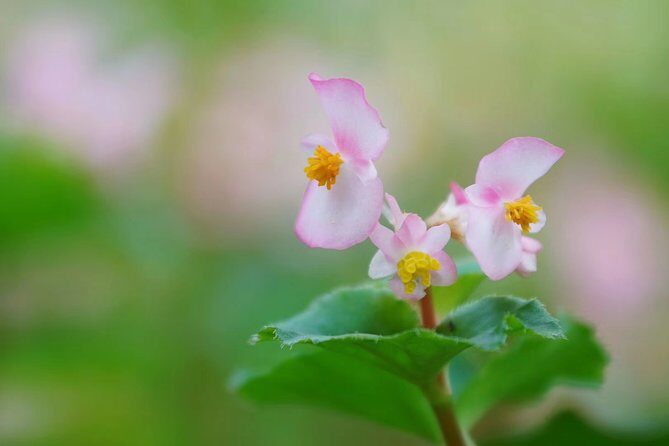 Private Day Tour to South China Botanical Garden from Guangzhou - The Sum Up: Is It Worth It?