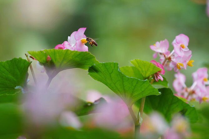 Private Day Tour to South China Botanical Garden from Guangzhou - FAQ