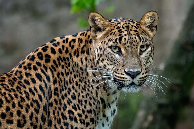 Private Day Tour: Yala National Park Safari Tour from Galle & Weligama - Introducing the Private Yala Safari Tour from Galle