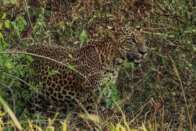 Private Day Tour: Yala National Park Safari Tour from Galle & Weligama - Key Points