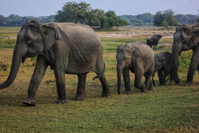 Private Day Tour: Yala National Park Safari Tour from Galle & Weligama - Who Would Love This Tour?