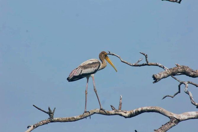 Private Day Tour: Yala National Park Safari Tour from Galle & Weligama - Final Summary: Is It Worth It?