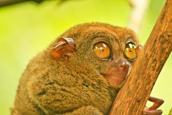 Private Day Trip Cebu to Bohol w/ Chocolate Hills & Loboc Cruise - Authentic Insights from Past Travelers