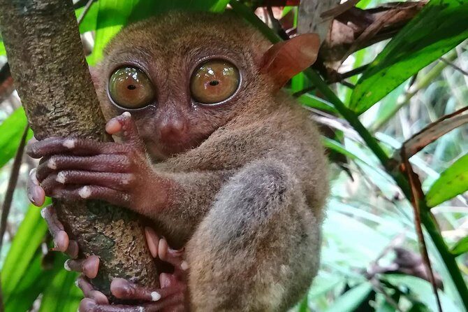 Private Day Trip Cebu to Bohol w/ Chocolate Hills & Loboc Cruise - Final Thoughts: Is This Tour Right for You?