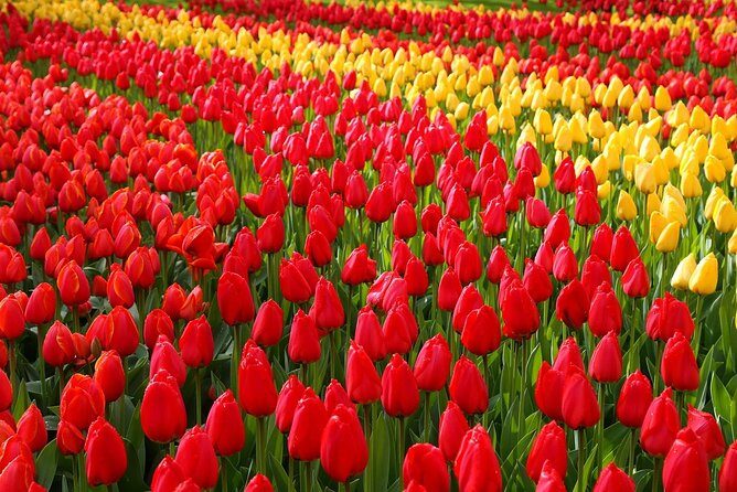 Private Day Trip from Amsterdam to Keukenhof with Entrance Tickets - Key Points