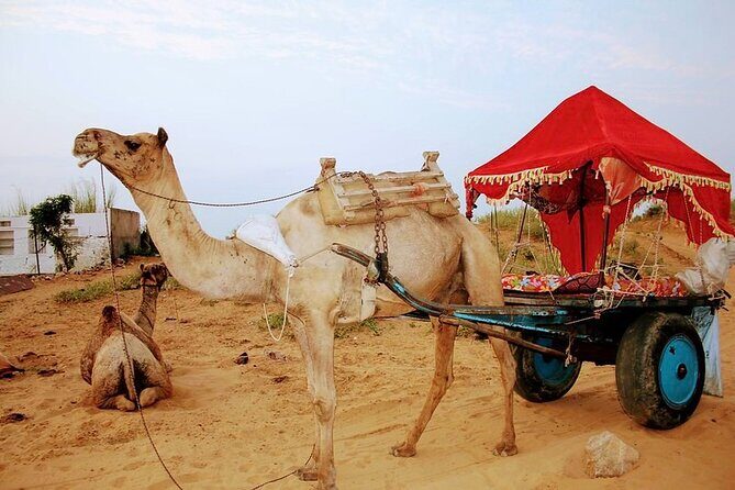Private Day Trip from Jaipur to Ajmer & Pushkar - Who Should Consider This Tour?