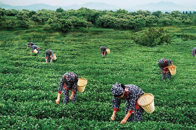Private Day Trip from Xiamen to Anxi county in Quanzhou - Is This Tour Right for You?