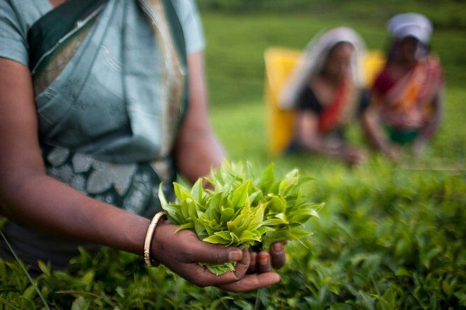 Private Day Trip: Horton Plains and Pedro Tea Factory from Nuwara Eliya - Lunch and Rest at Summer Hill Breeze Hotel