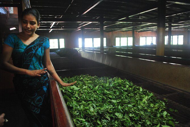 Private Day Trip: Horton Plains and Pedro Tea Factory from Nuwara Eliya - Final Thoughts: Is It Worth It?