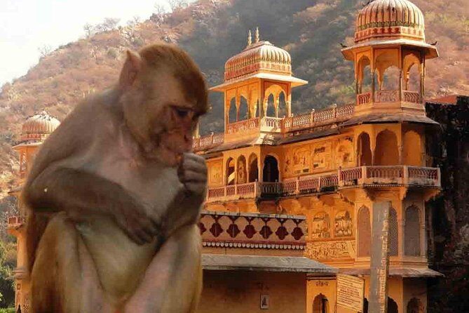 Private Day Trip to Abhaneri Stepwell & Monkey Temple from Jaipur - The Itinerary in Detail