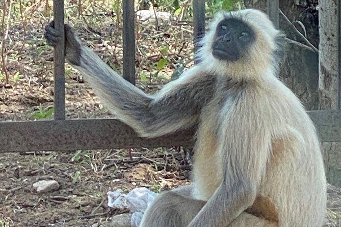 Private Day Trip to Abhaneri Stepwell & Monkey Temple from Jaipur - FAQ