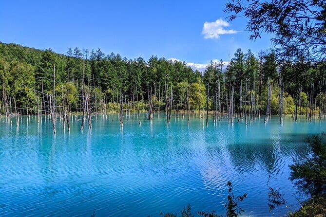 Private Day Trip to Asahiyama Zoo and Biei Blue Pond - Why This Tour Offers Solid Value