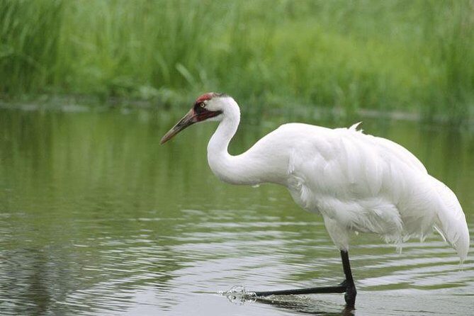 Private Day-Trip to Bharatpur Bird Sanctuary from Agra - An In-Depth Review of the Bharatpur Bird Sanctuary Day-Trip