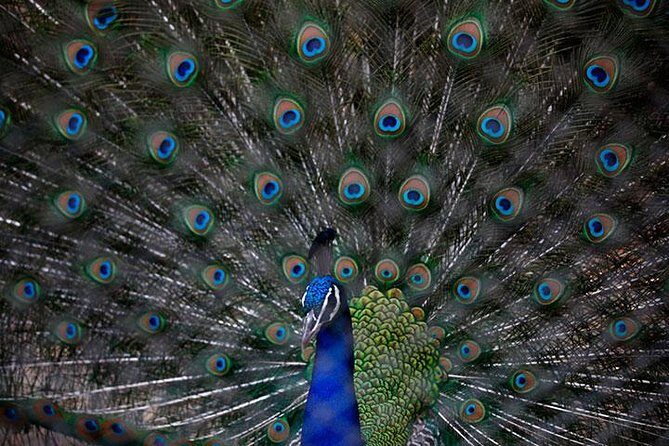 Private Day Trip to Central Zoo at Jawalakhel - A Closer Look at the Central Zoo Tour
