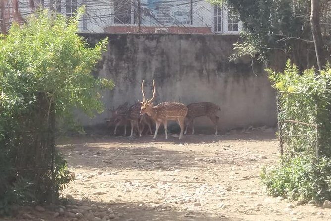 Private Day Trip To Central Zoo At Jawalakhel, Kathmandu - Authenticity and Visitor Experience