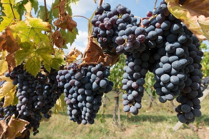 Private Day Trip to Chianti from Florence - Key Points