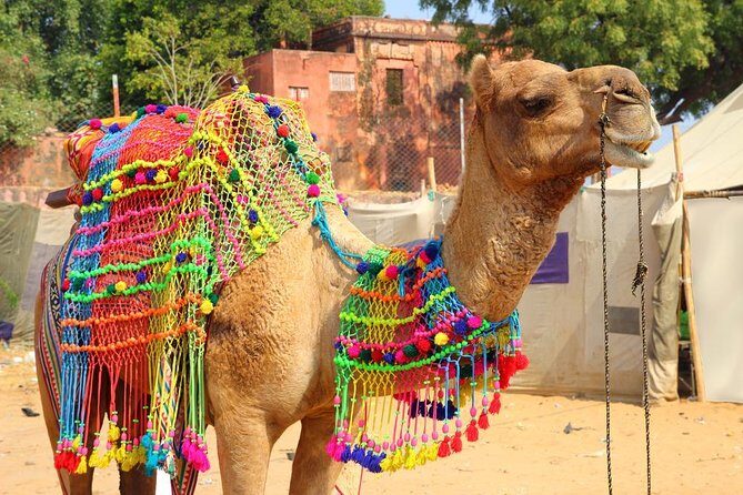 Private Day Trip to Holy City of Pushkar from Jaipur - Experience a Private Day Trip to the Holy City of Pushkar from Jaipur