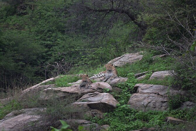 Private Day Trip to Kumbhalgarh Fort and Ranakpur from Udaipur - Overall Value and Experience