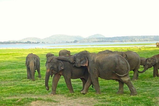 Private Day Trip to Pidurangala Rock & Jeep Safari From Colombo - A Closer Look at the Itinerary