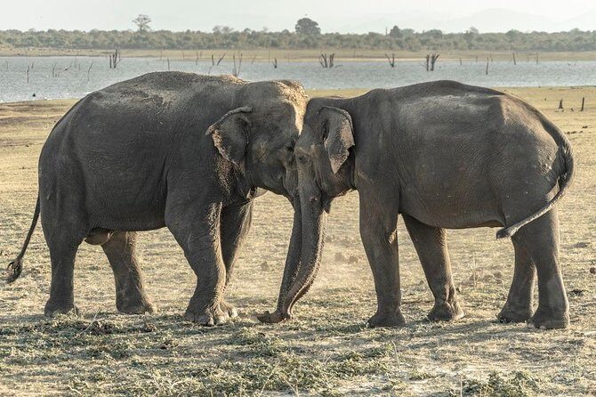 Private Day Trip to Pidurangala Rock & Jeep Safari From Colombo - Booking & Practical Details