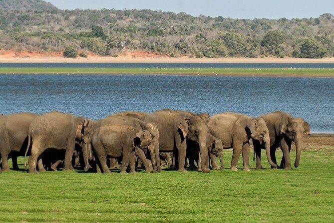 Private Day Trip to Pidurangala Rock & Jeep Safari From Colombo - Authentic Traveler Insights