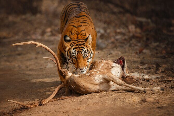 Private Day Trip to Ranthambore Tiger Reserve from Jaipur - Key Points