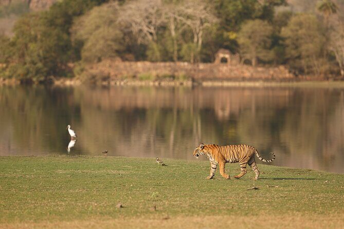Private Day Trip to Ranthambore Tiger Reserve from Jaipur - Final Thoughts