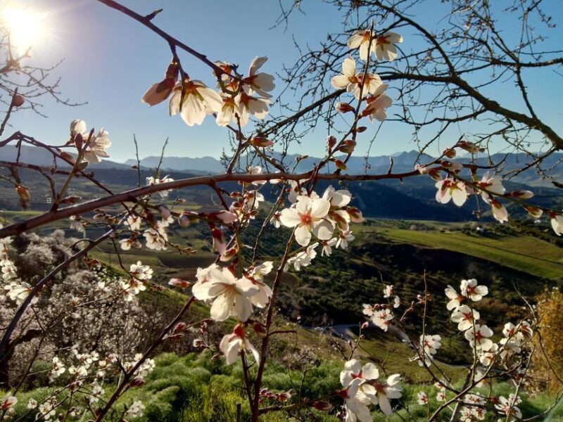 Private Day Trip to Ronda and Malaga from Seville - FAQ