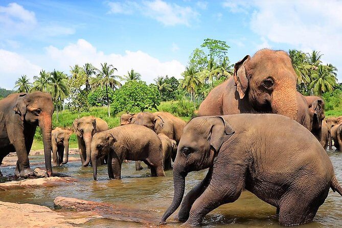 Private Day Trip to Sigiriya, cave and National park Safari Tour - Final Thoughts