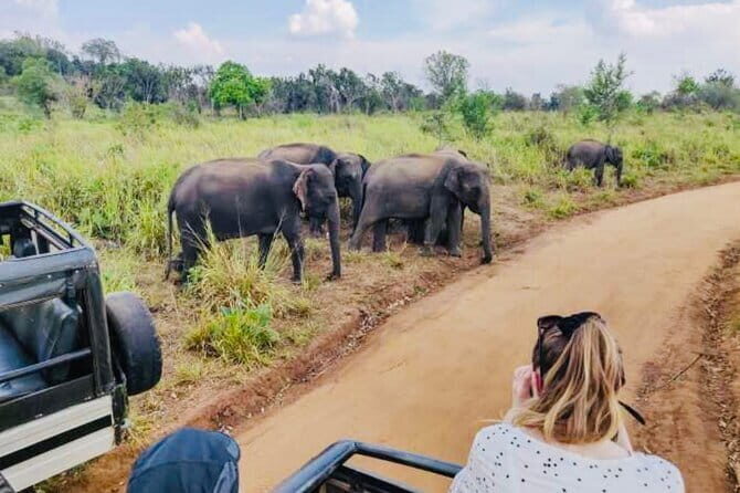 Private Day Trip To Sigiriya Dambulla and Safari From Trincomalee - An In-Depth Look at the Tour Itinerary