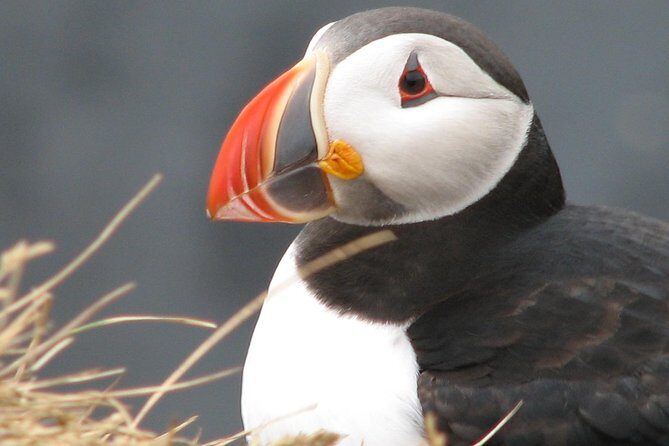 Private Day Trip To The Icelandic South Coast from Reykjavik - An In-Depth Look at the Itinerary