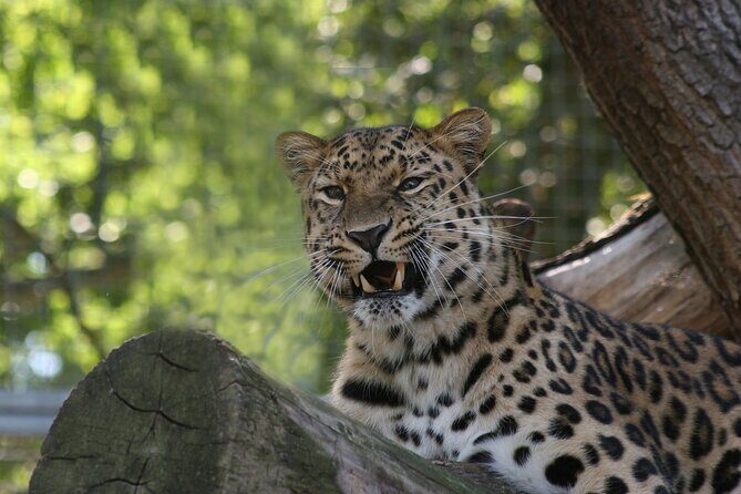 Private Day Trip to Yala National Park from Colombo - What’s Included and What to Keep in Mind