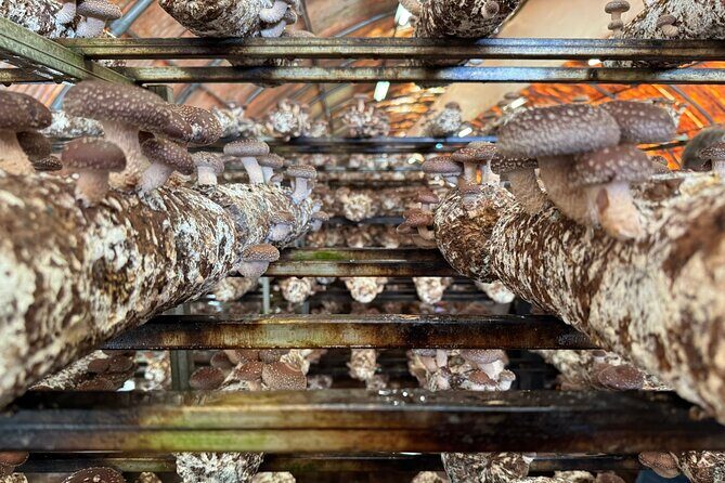 Private Daytrip for Truffle Mushroom Foraging and Wine Tasting - Who Would Enjoy This Experience Most?