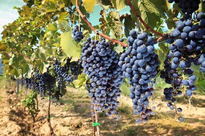 Private daytrip to Siena & Chianti wine country, with wine tasting from Florence - A Deep Dive into the Daytrip Experience