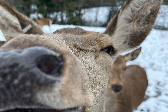 Private Deer Park Tour and Day Out in Leek - Key Points