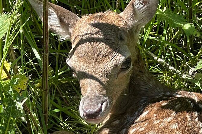 Private Deer Park Tour and Day Out in Leek - An In-Depth Look at the Deer Park Tour Experience