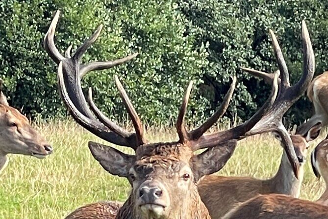 Private Deer Park Tour and Day Out in Leek - Final Thoughts