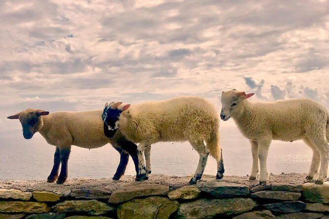 Private Dingle and Slea Head - In-Depth Look at the Itinerary