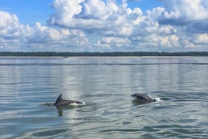 Private Disappearing Island Dolphin Tour - The Experience in Detail