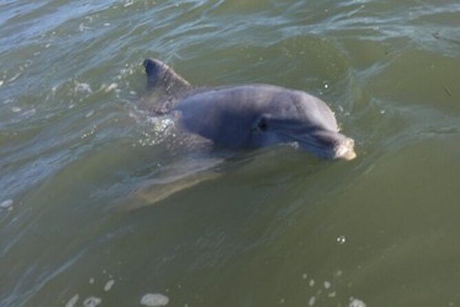 Private Disappearing Island Dolphin Tour - Who Would Love This Tour?