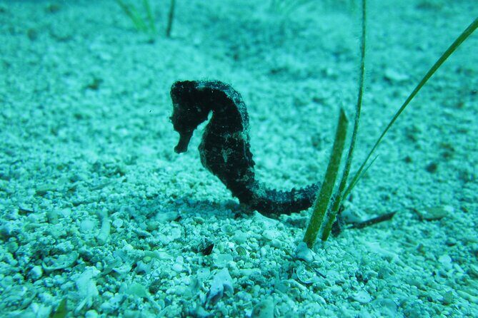 Private Discovery Dive + Photos & Videos - An Honest Look at the Experience