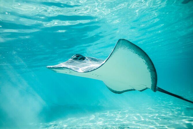 Private Discovery of the Marine Fauna of Moorea - In-Depth Look at the Experience